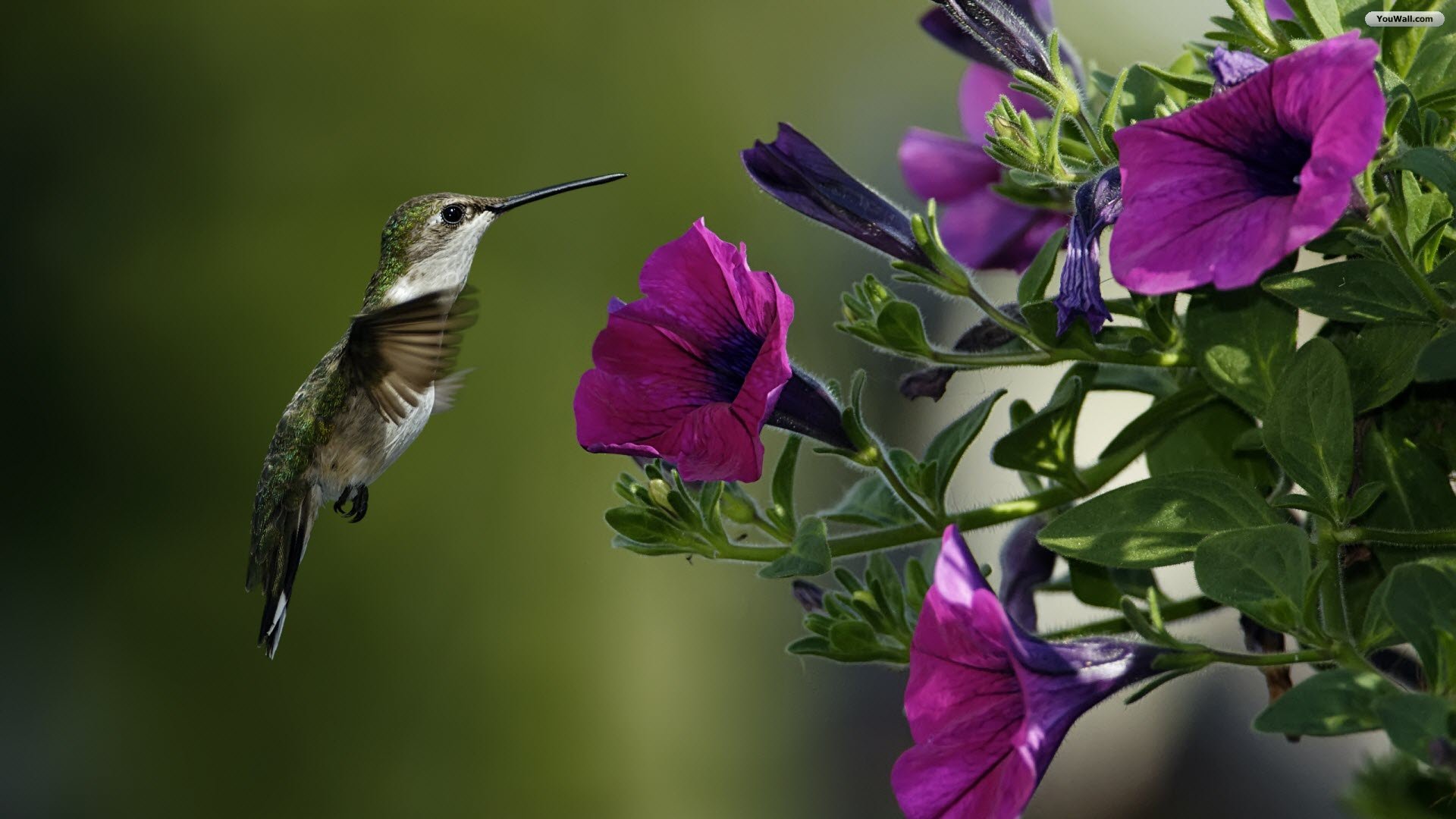 Beautiful Bird And Flower Wallpapers