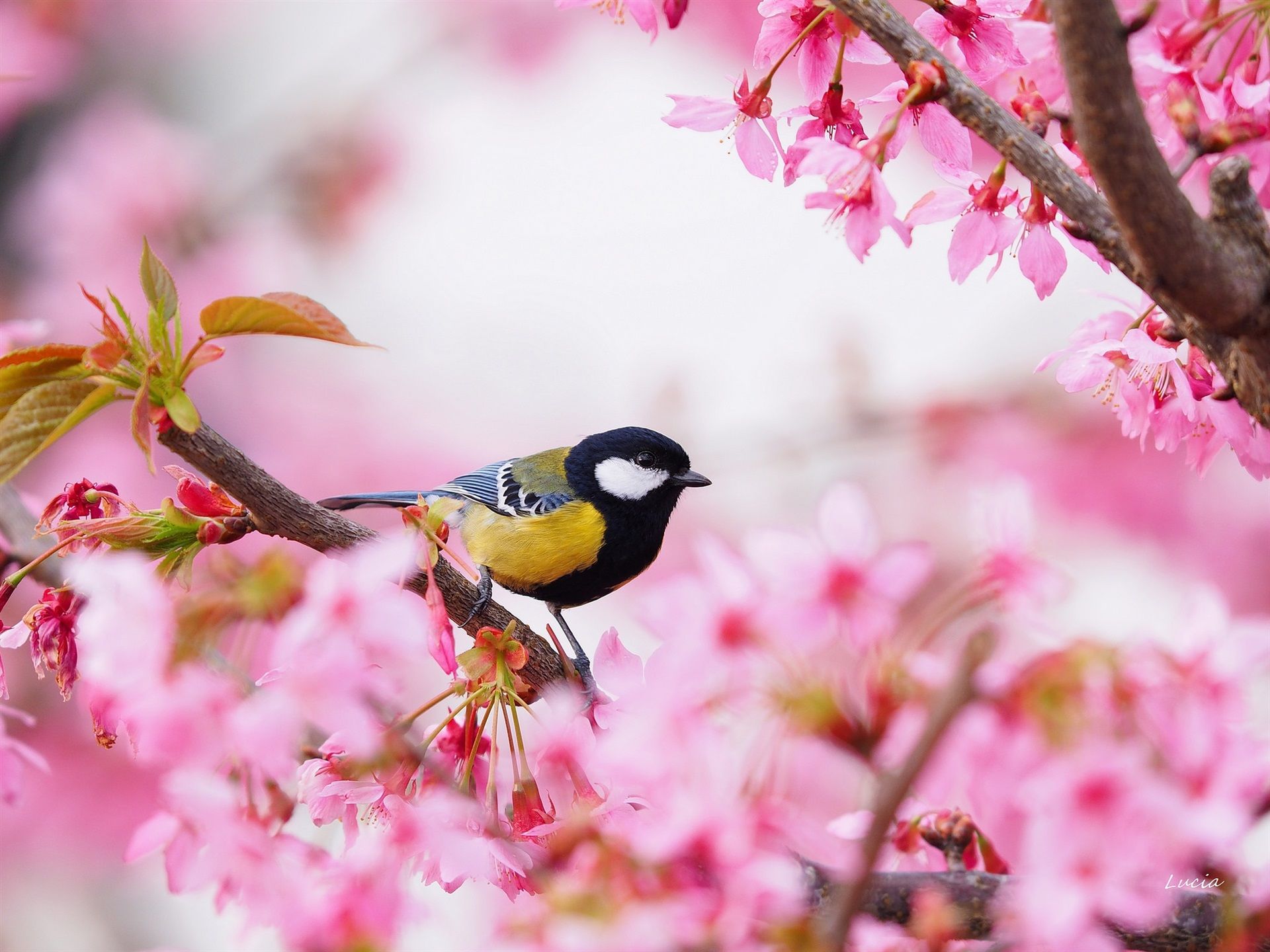 Beautiful Bird And Flower Wallpapers