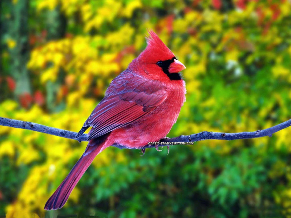 Beautiful BirdsWallpapers