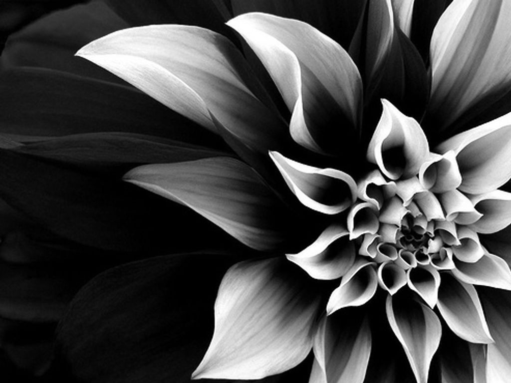 Beautiful Black And White Flower Wallpapers