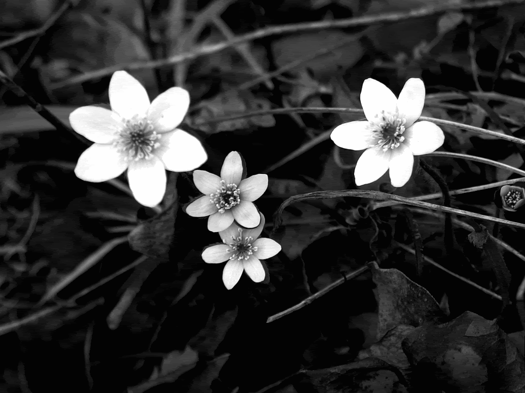 Beautiful Black And White Flower Wallpapers