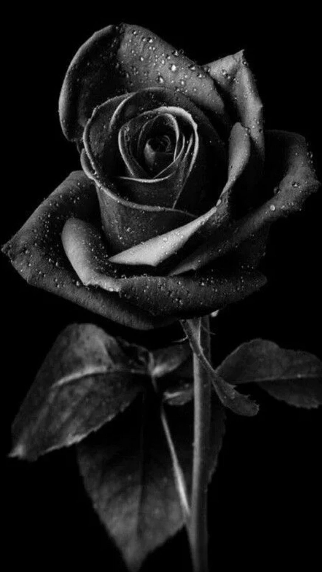 Beautiful Black And White Flower Wallpapers