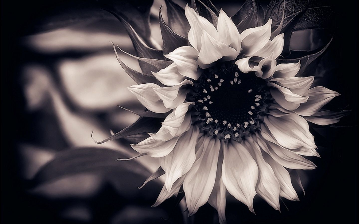 Beautiful Black And White Flower Wallpapers