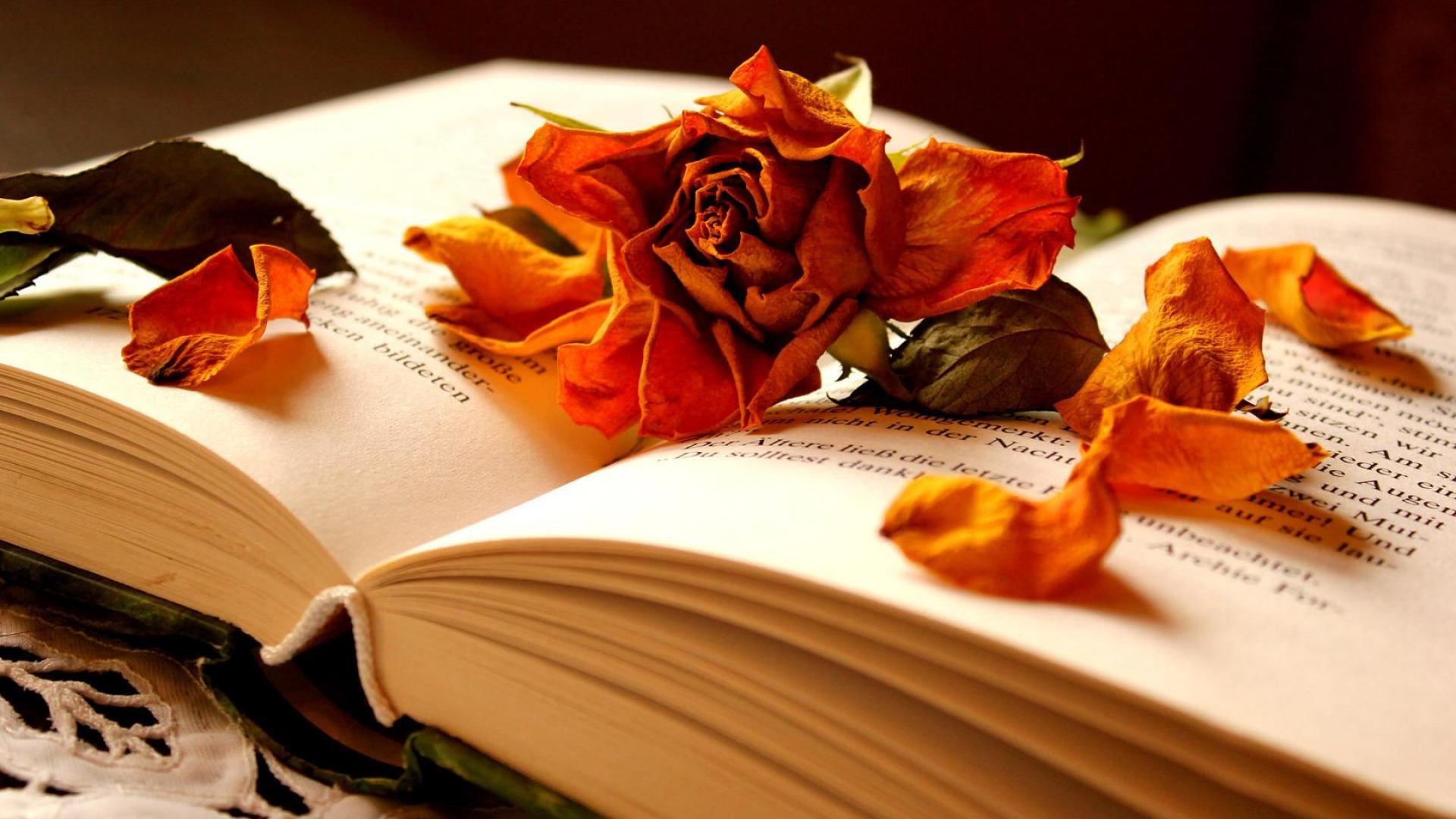 Beautiful Books Wallpapers