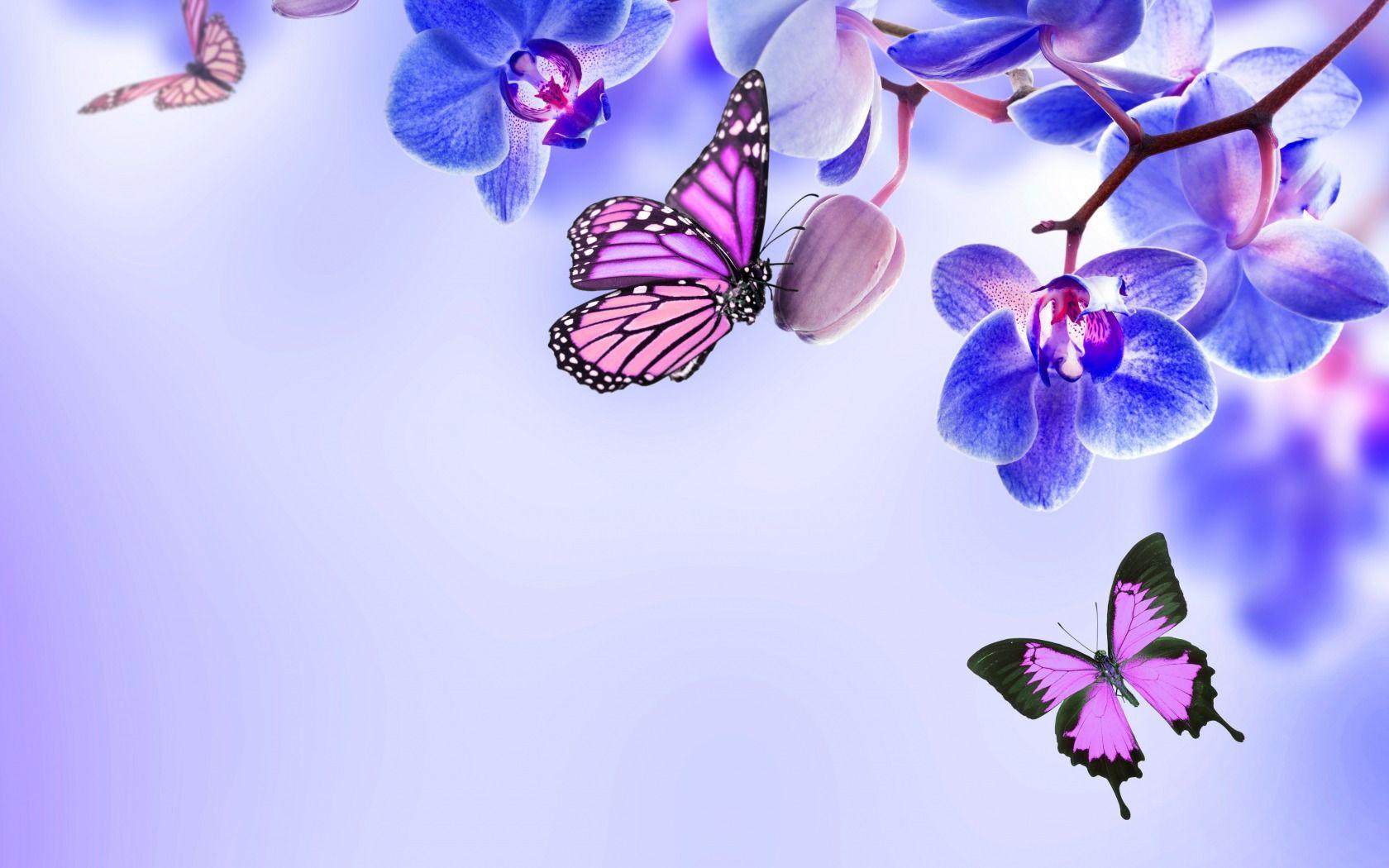 Beautiful Butterflies  Wallpapers