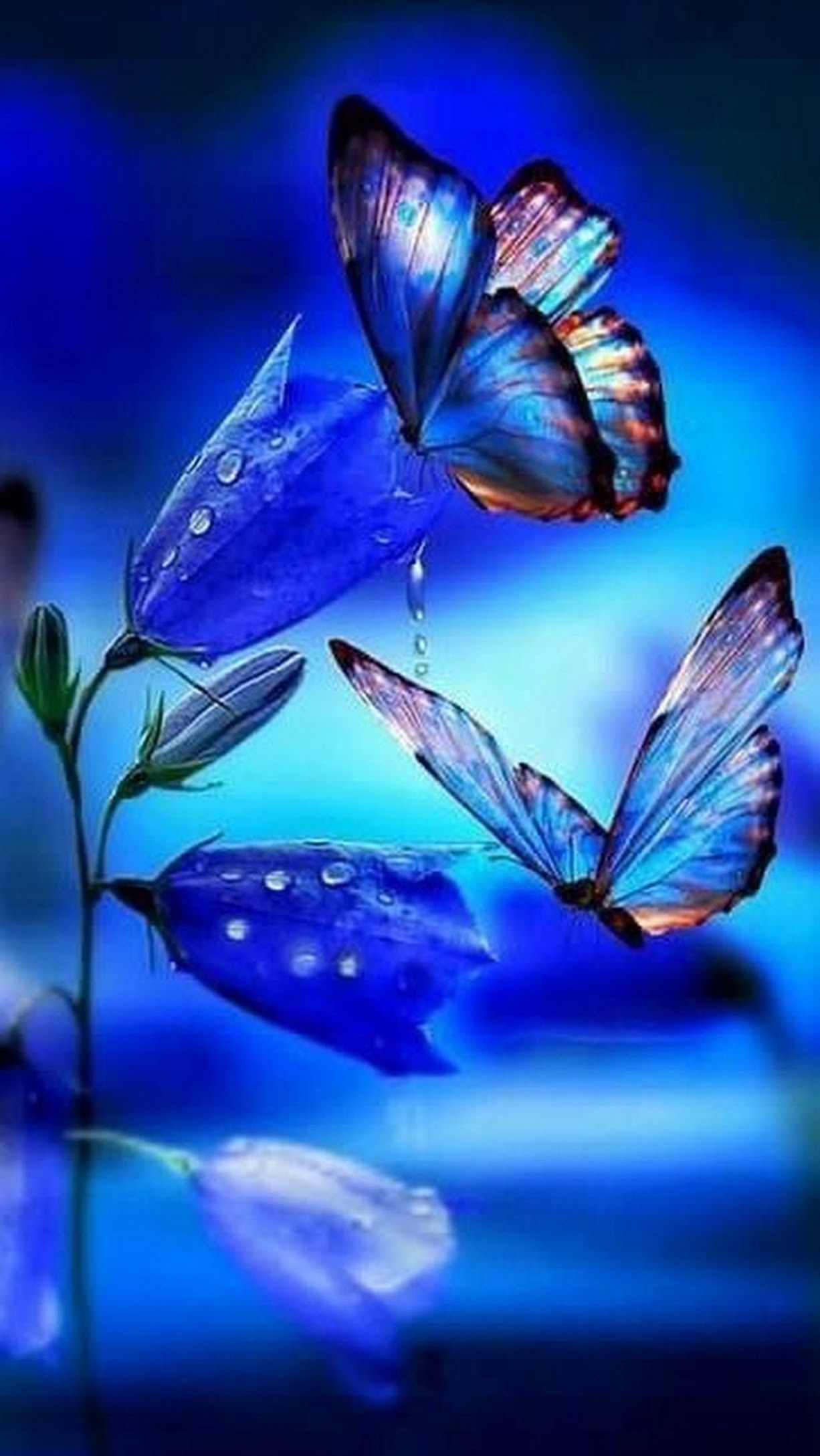 Beautiful Butterflies  Wallpapers