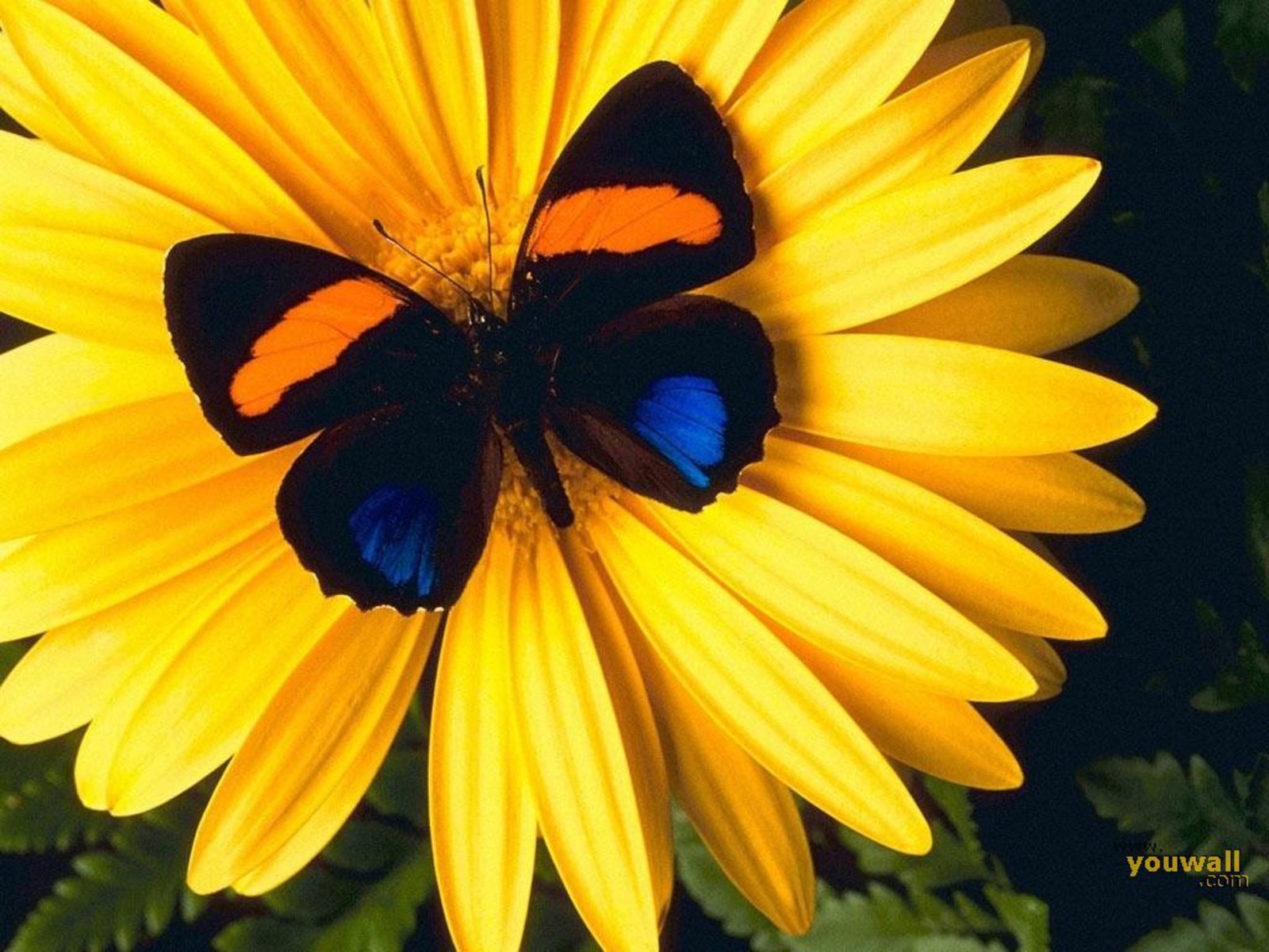 Beautiful Butterflies  Wallpapers