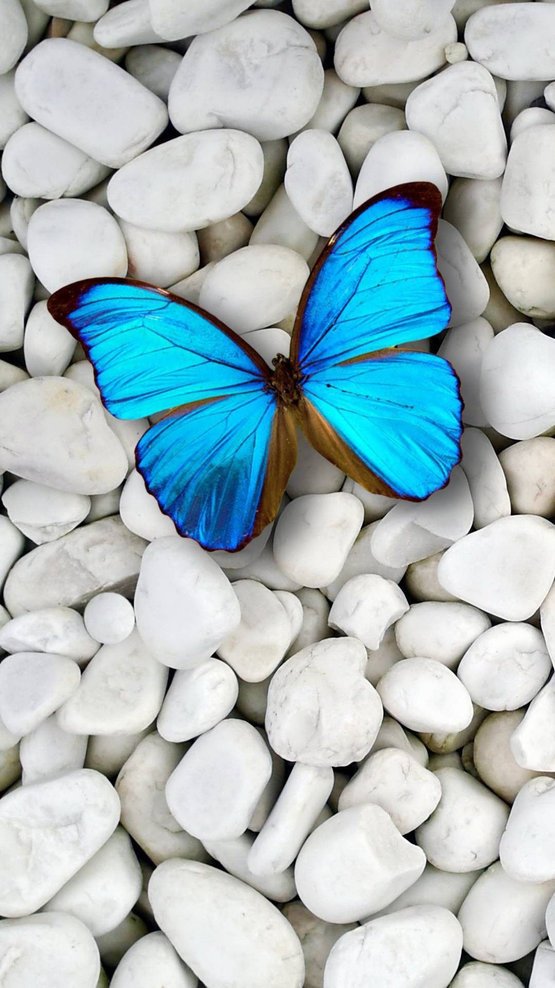 Beautiful Butterfly Iphone Wallpapers