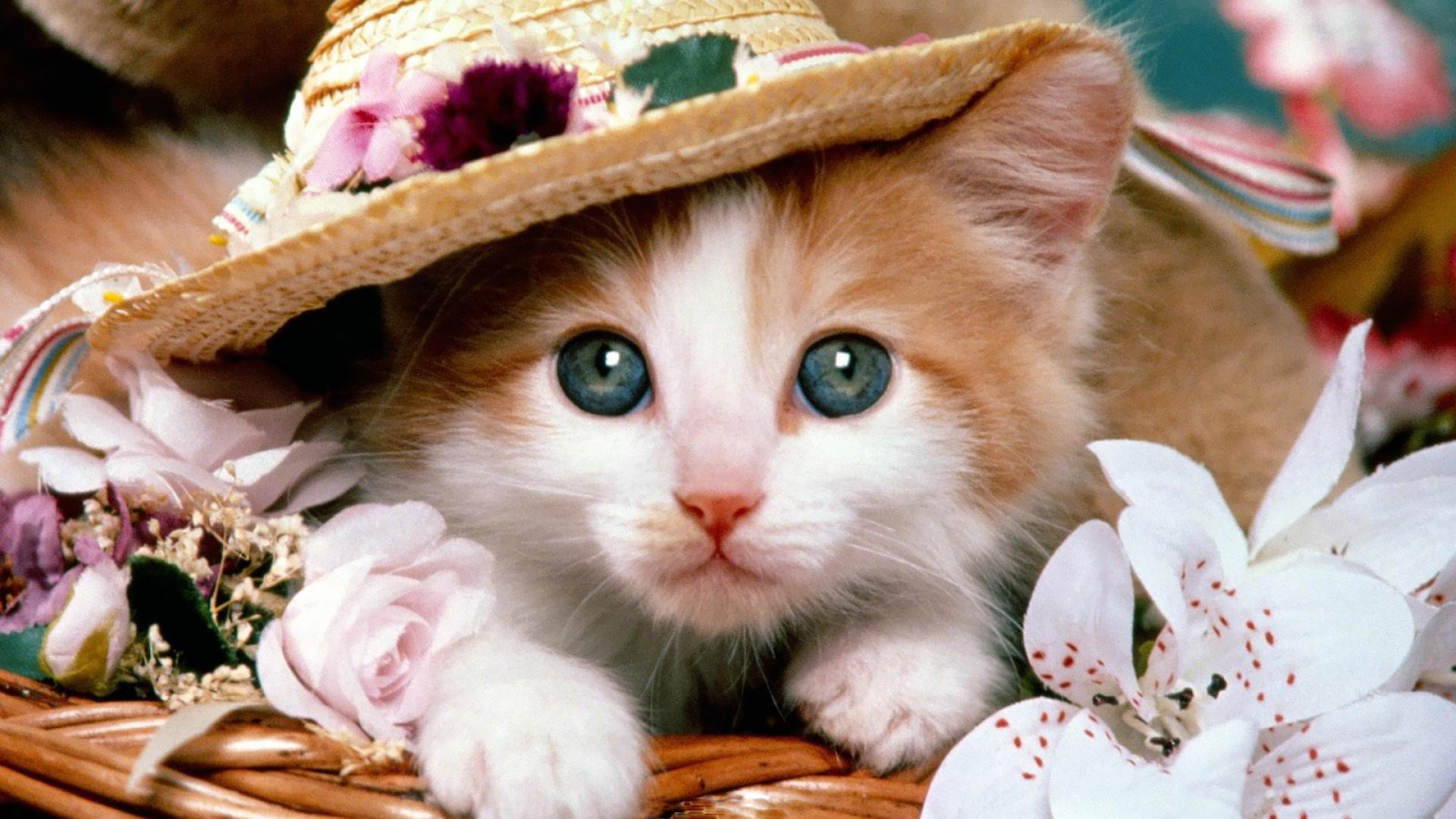 Beautiful Cats Wallpapers