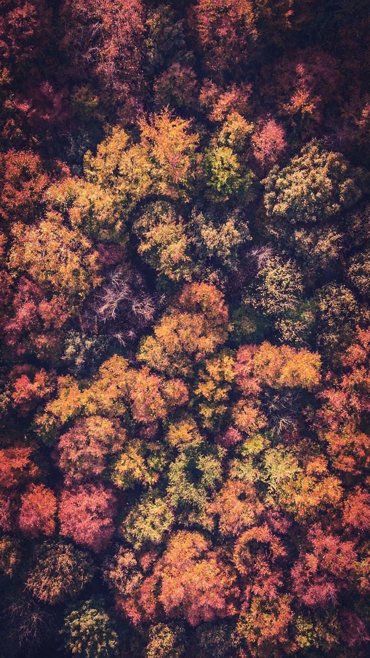 Beautiful Fall Iphone Wallpapers