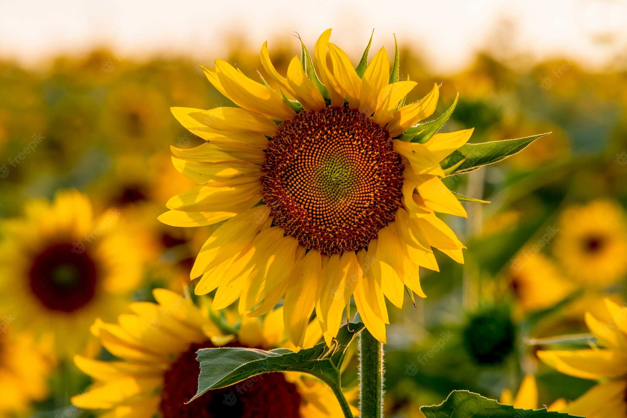 Beautiful Fall Sunflower Wallpapers