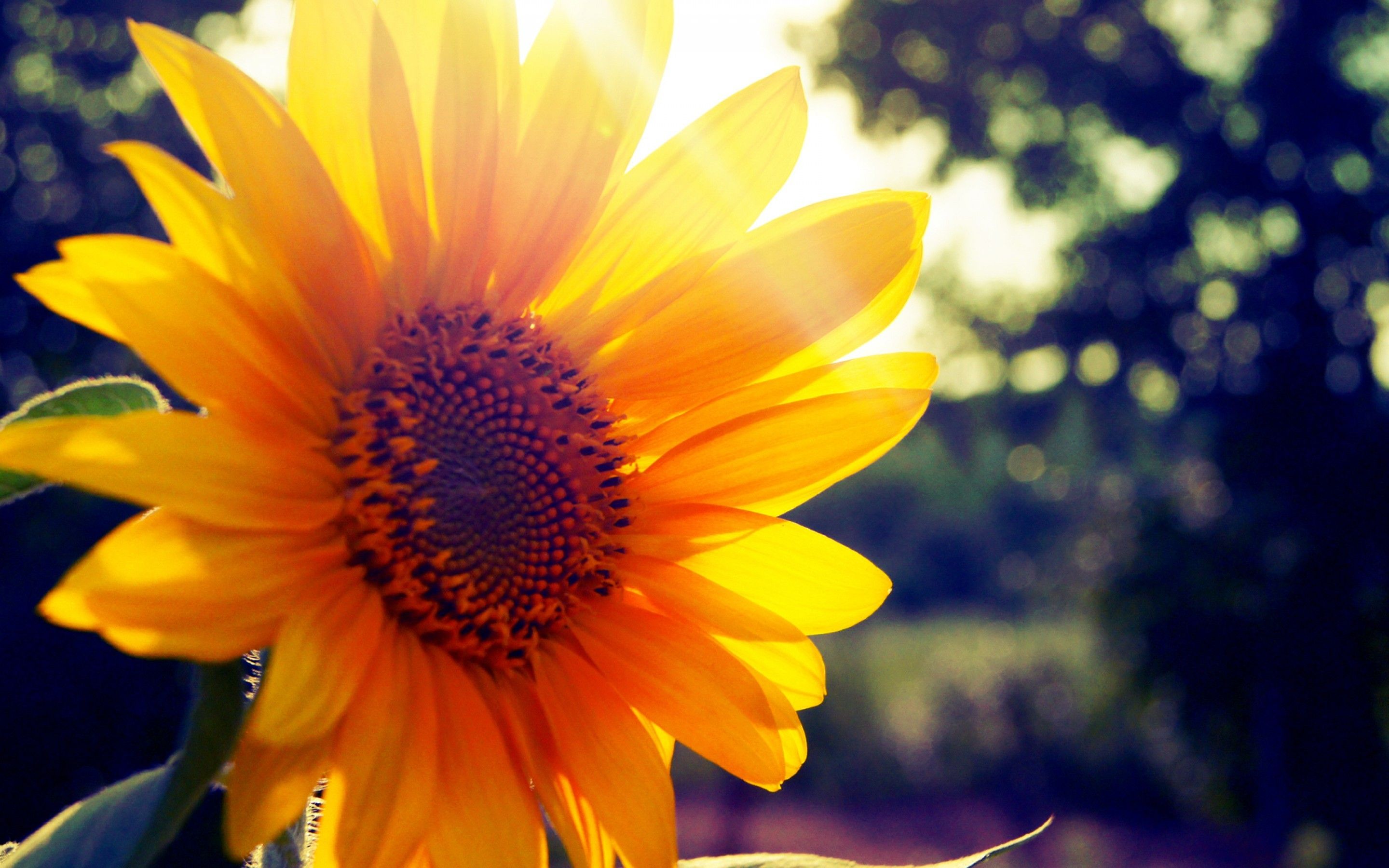 Beautiful Fall Sunflower Wallpapers