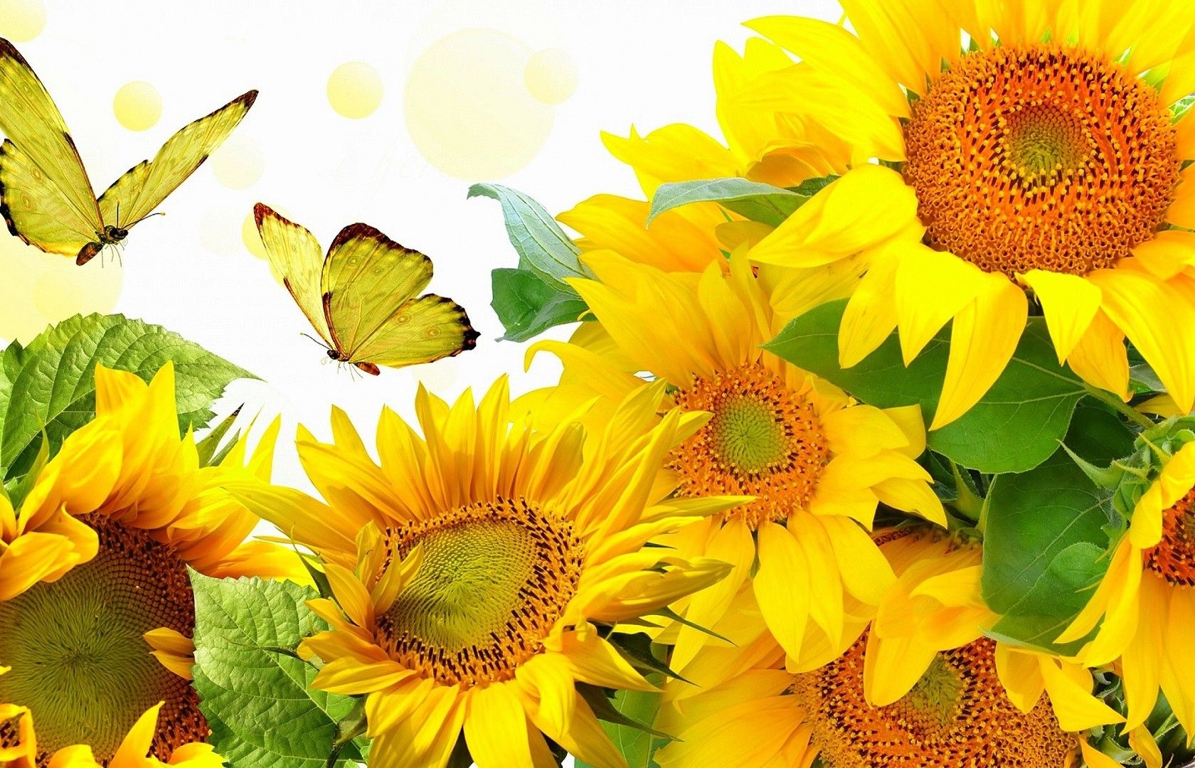 Beautiful Fall Sunflower Wallpapers