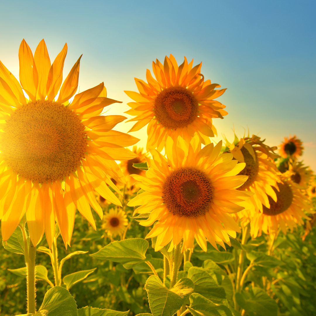 Beautiful Fall Sunflower Wallpapers