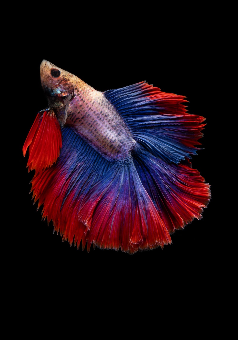 Beautiful Fish Wallpapers