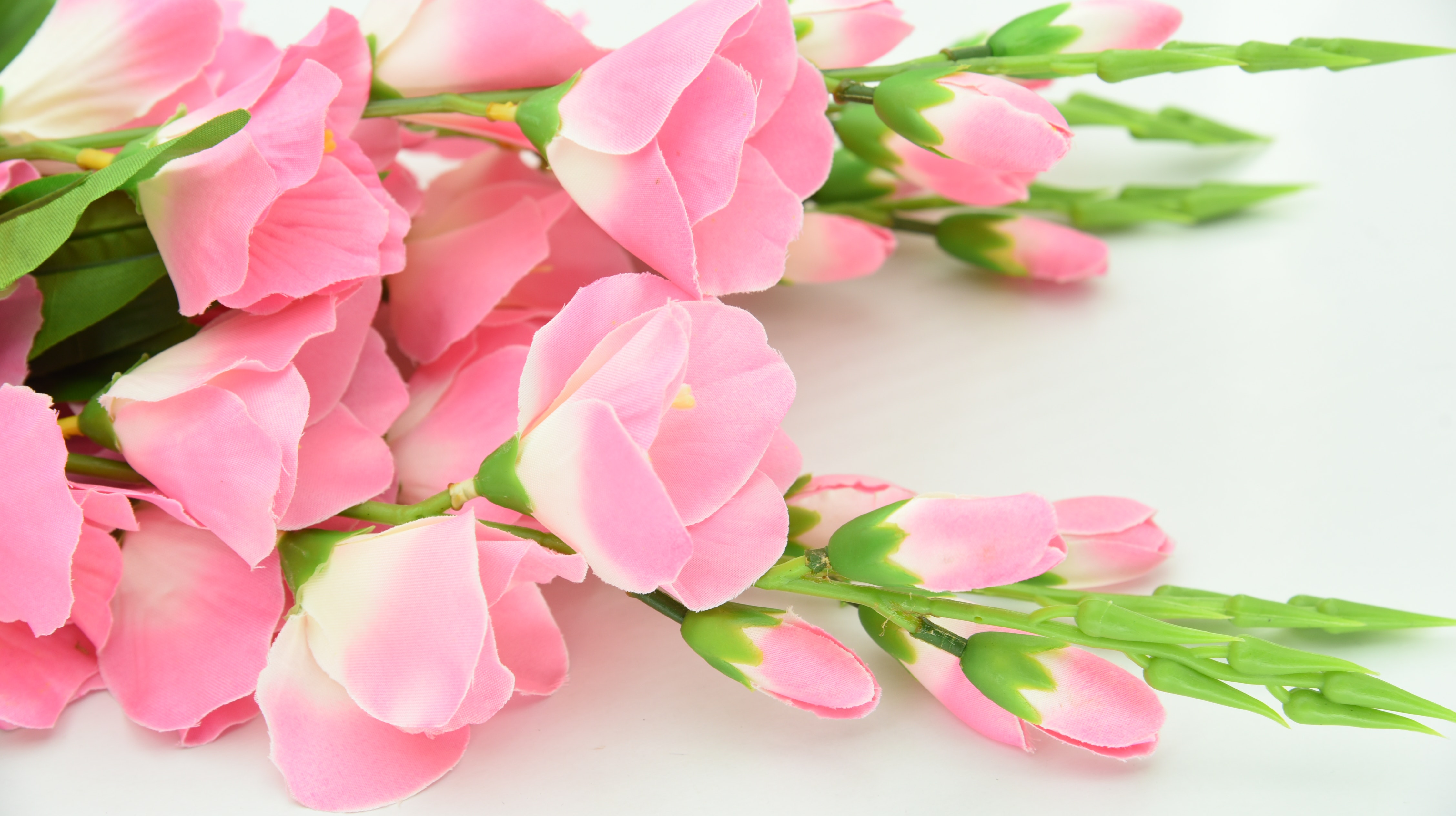 Beautiful Flowers  Wallpapers