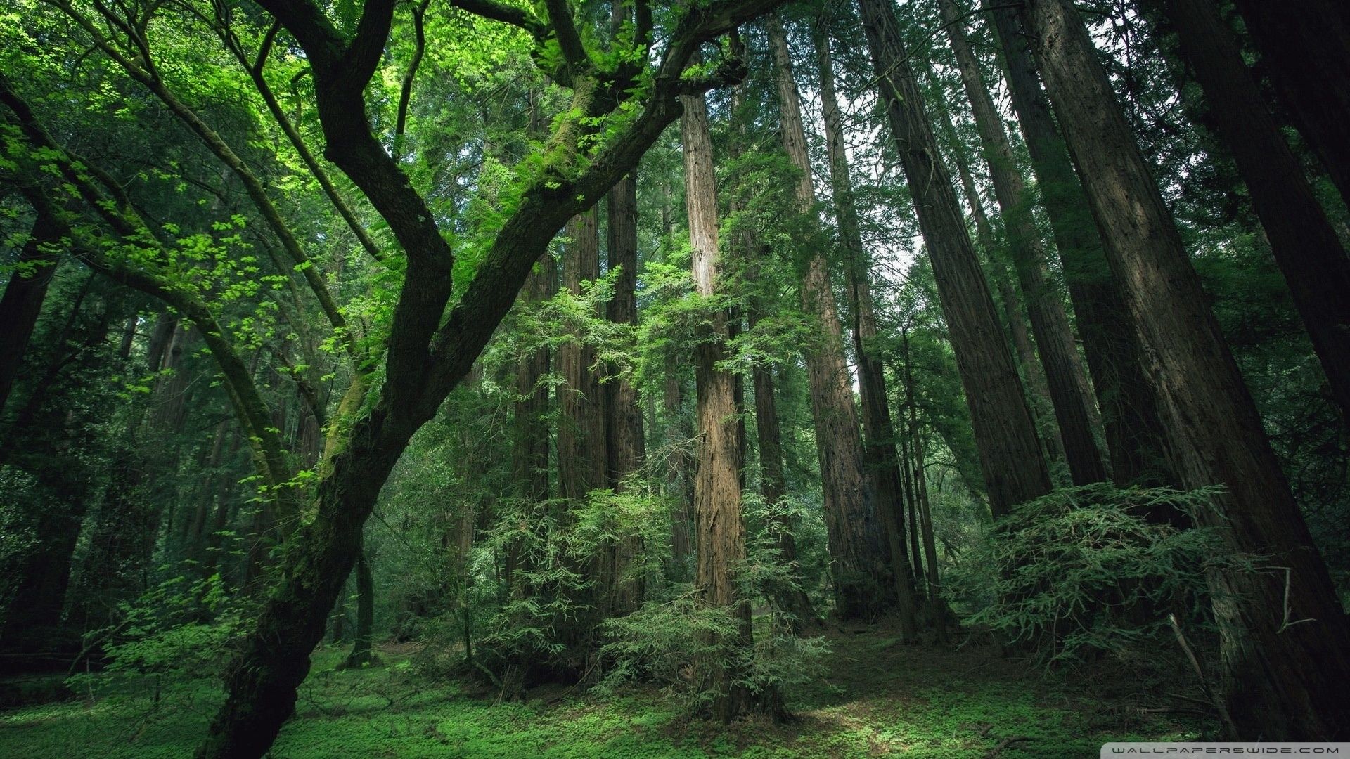 Beautiful Forest  Wallpapers