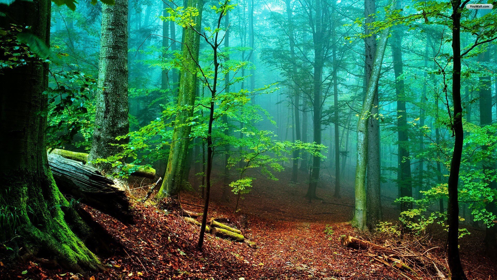 Beautiful Forest  Wallpapers