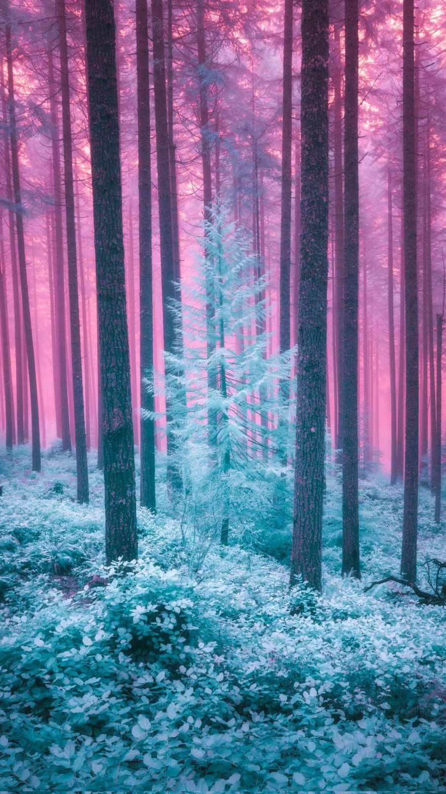 Beautiful Forest  Wallpapers