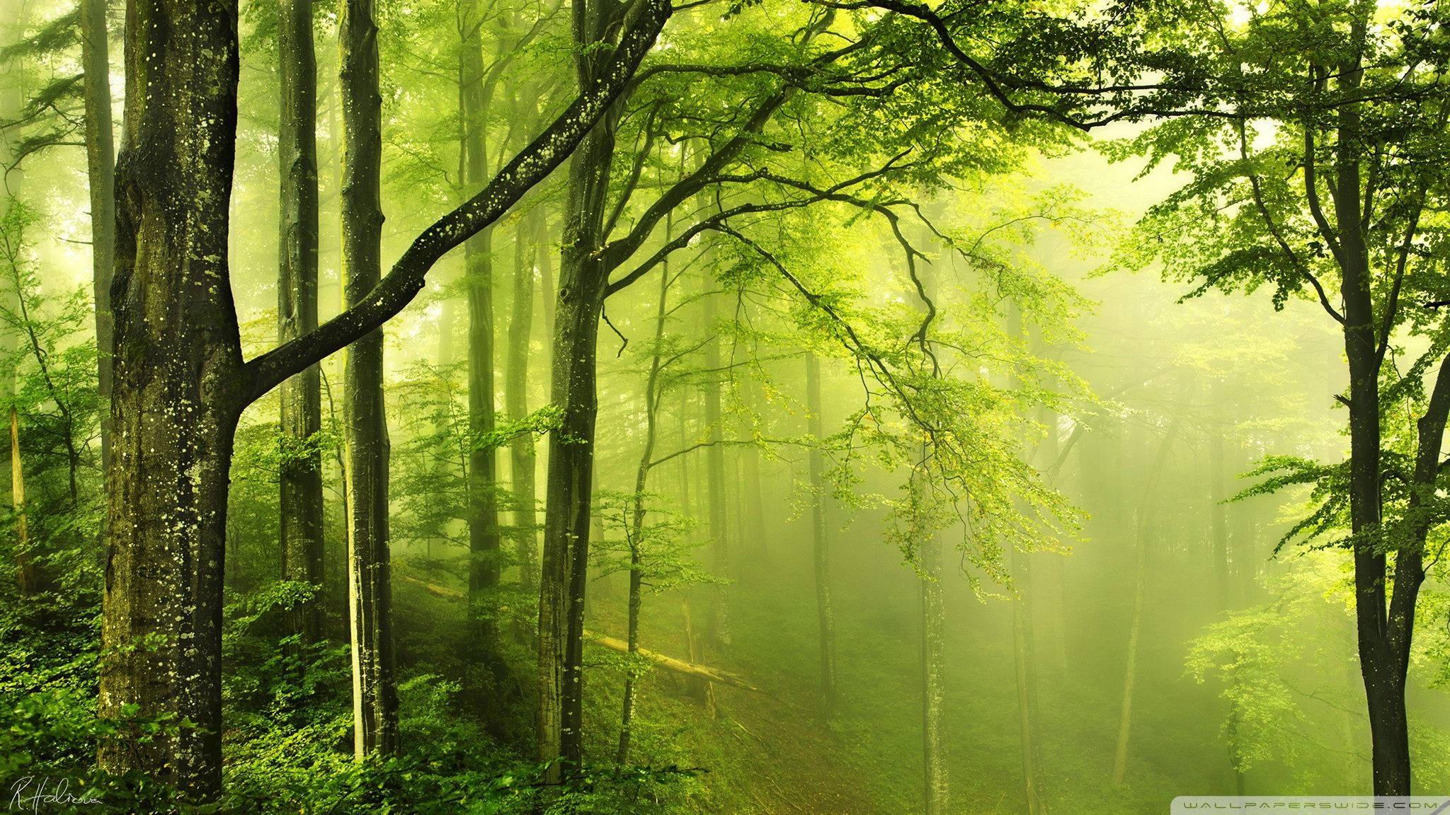 Beautiful Forest  Wallpapers