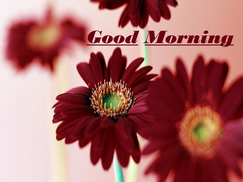 Beautiful Good Morning Hd Wallpapers