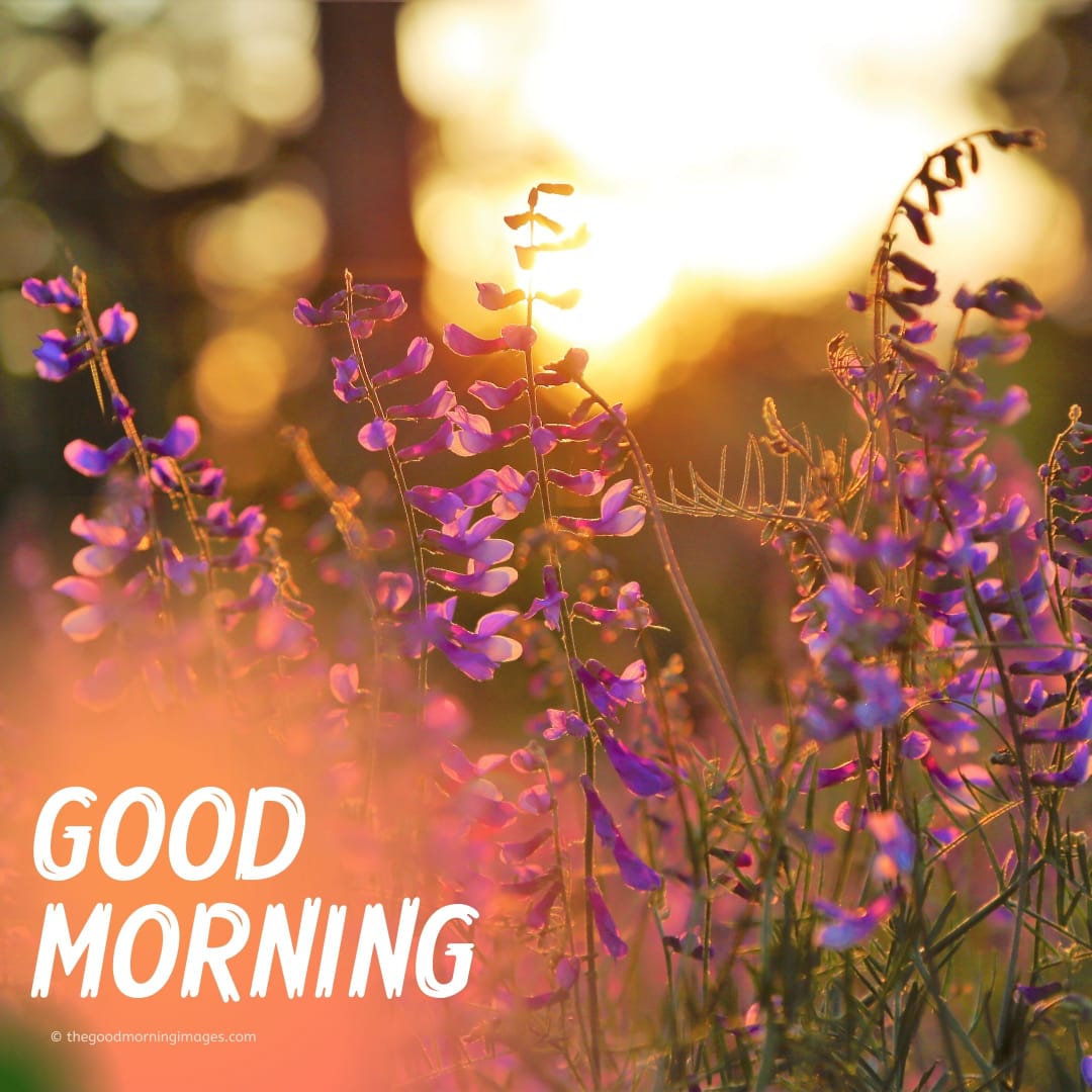 Beautiful Good Morning Hd Wallpapers