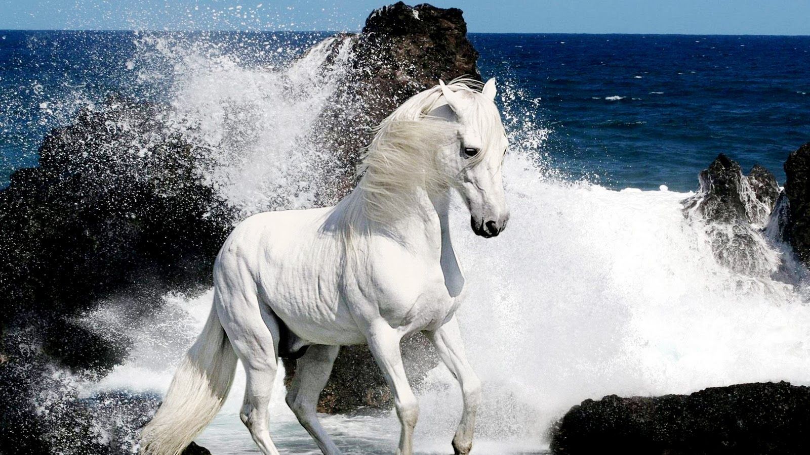 Beautiful Horse DesktopWallpapers