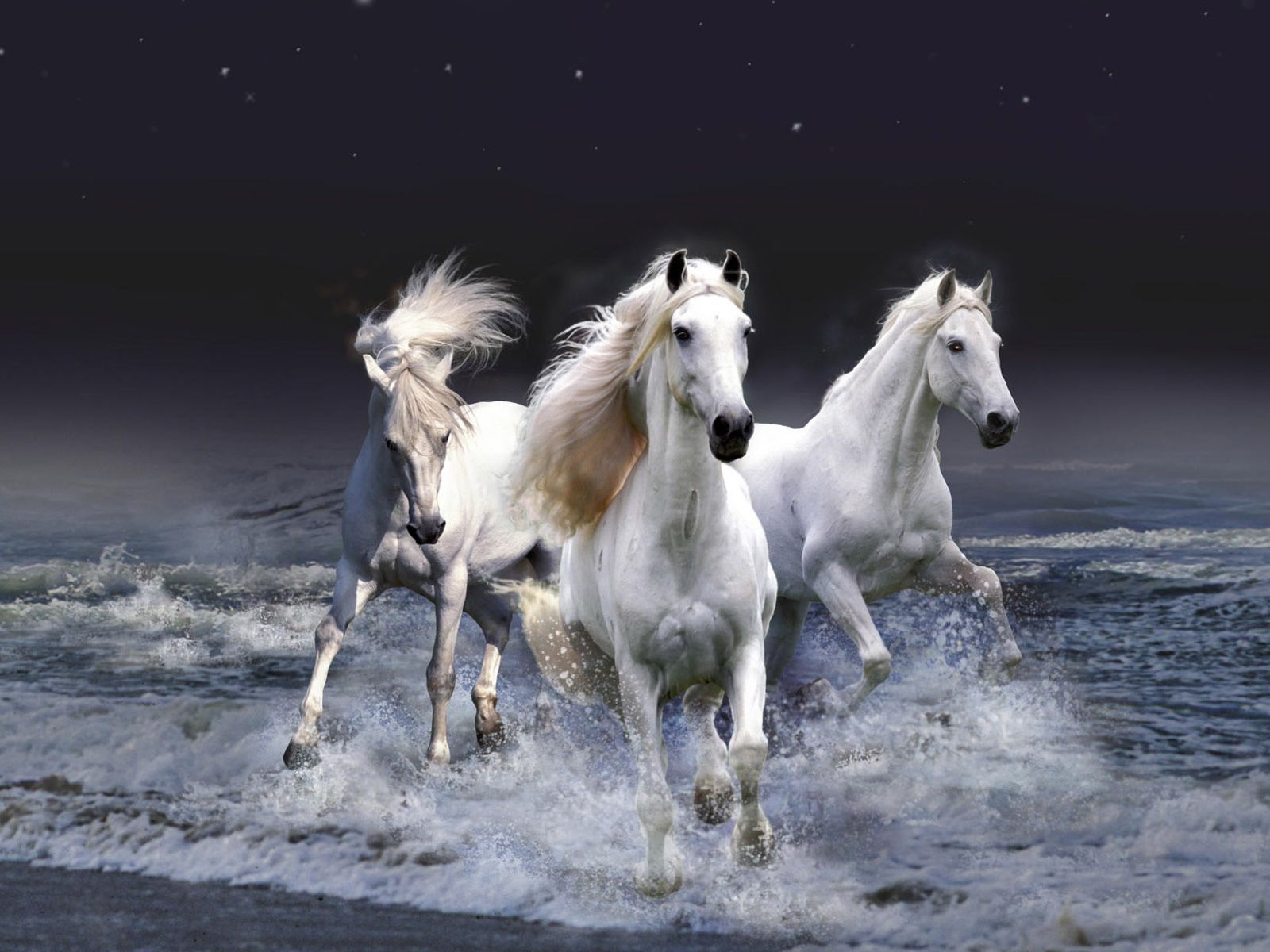 Beautiful Horse DesktopWallpapers