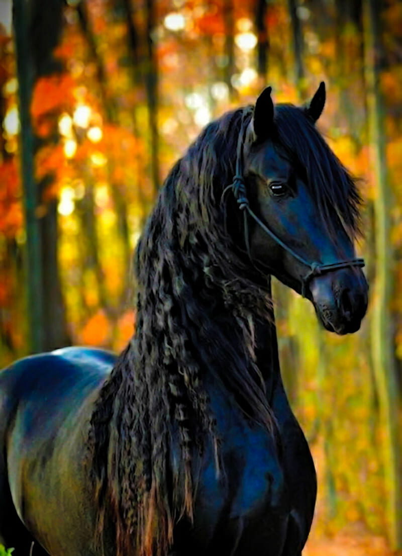 Beautiful Horse DesktopWallpapers