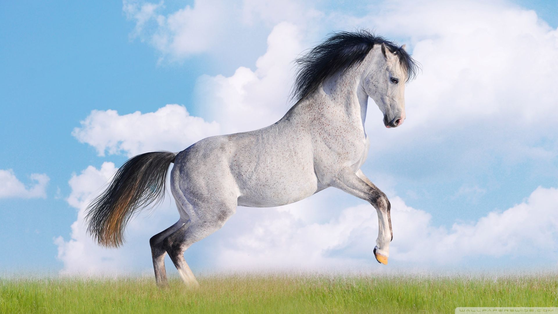 Beautiful Horse DesktopWallpapers