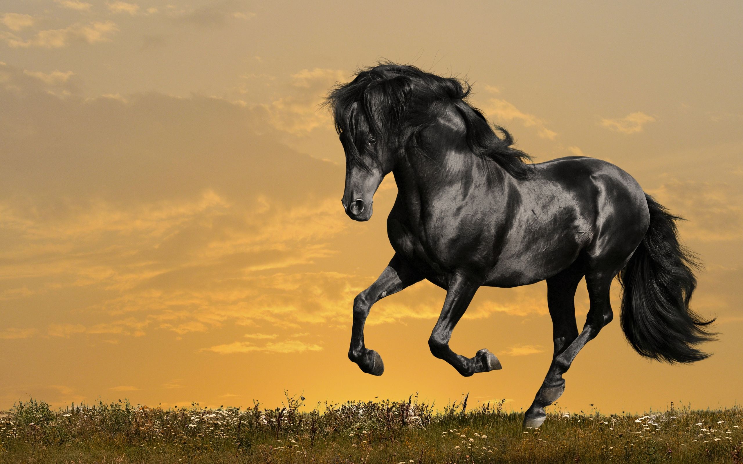 Beautiful Horse DesktopWallpapers