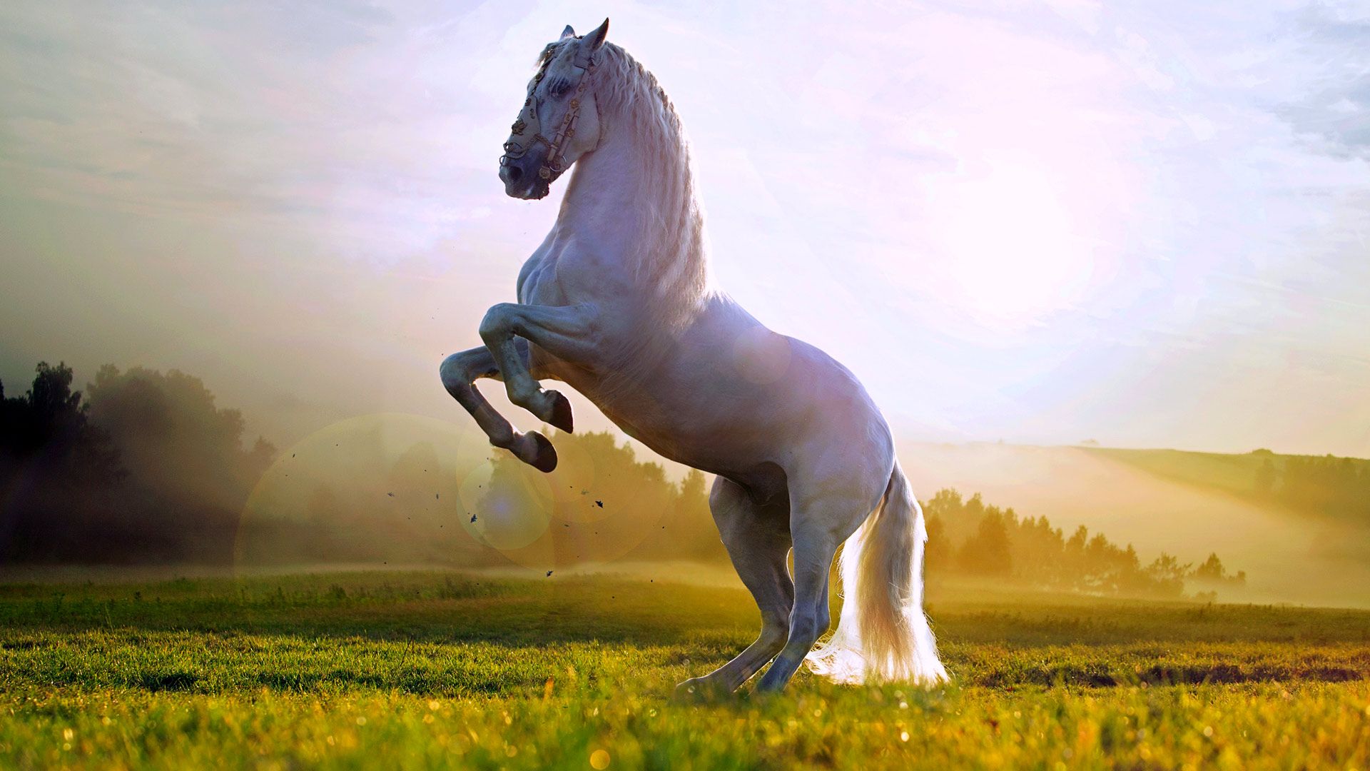 Beautiful Horse DesktopWallpapers