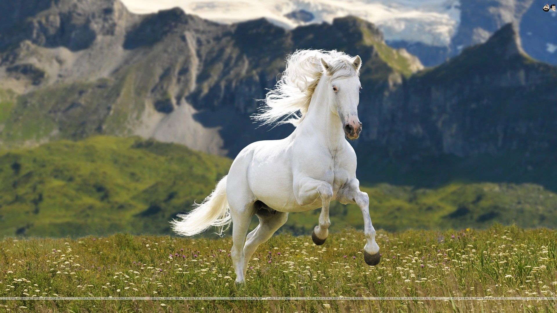 Beautiful Horse DesktopWallpapers