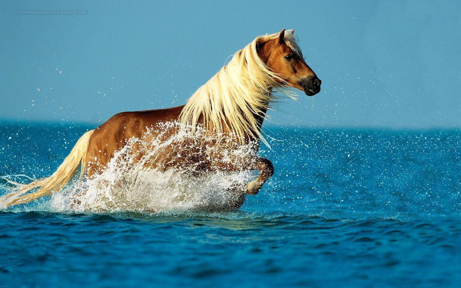 Beautiful Horse DesktopWallpapers