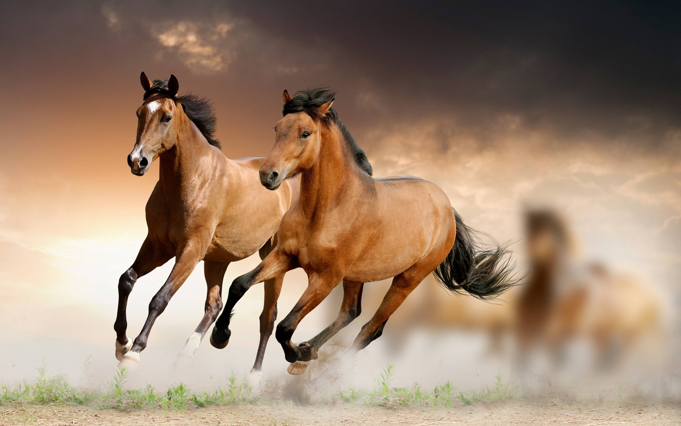 Beautiful Horse DesktopWallpapers