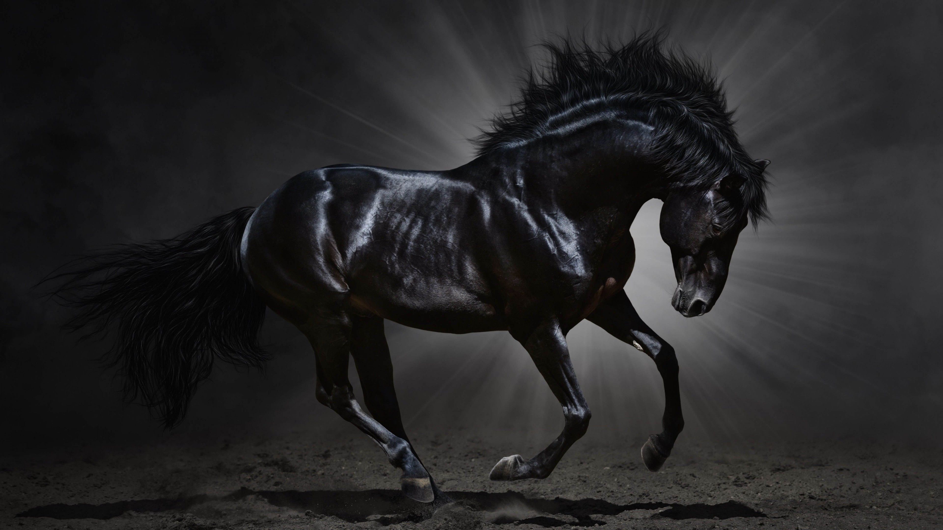 Beautiful Horse DesktopWallpapers