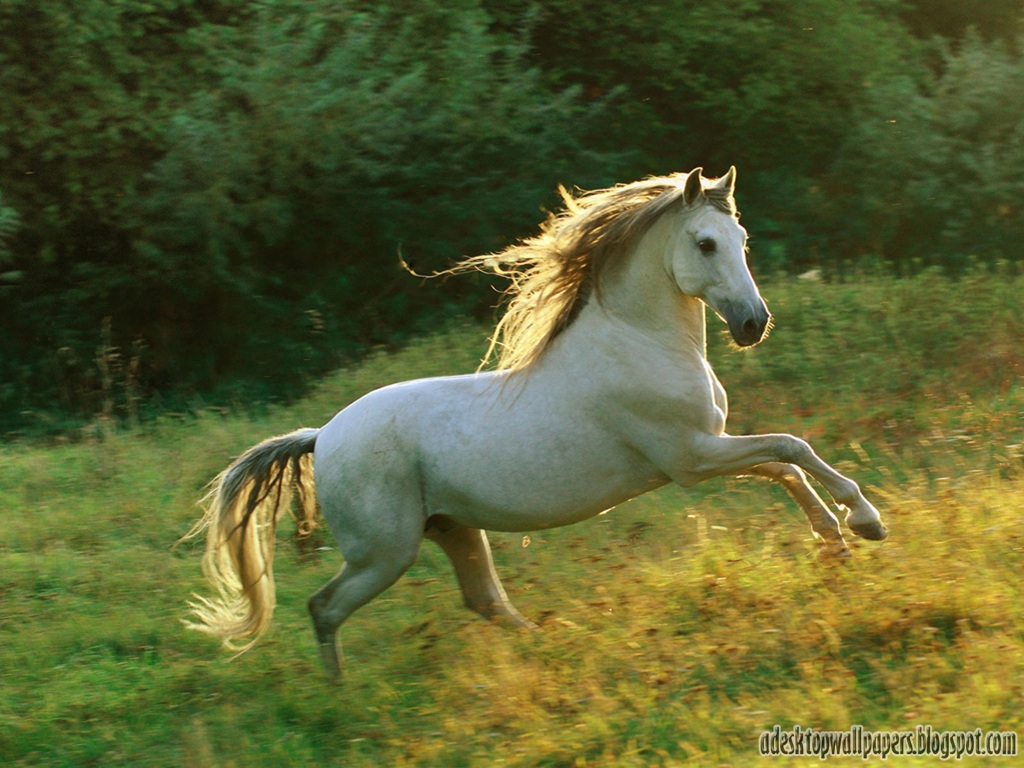 Beautiful Horse DesktopWallpapers