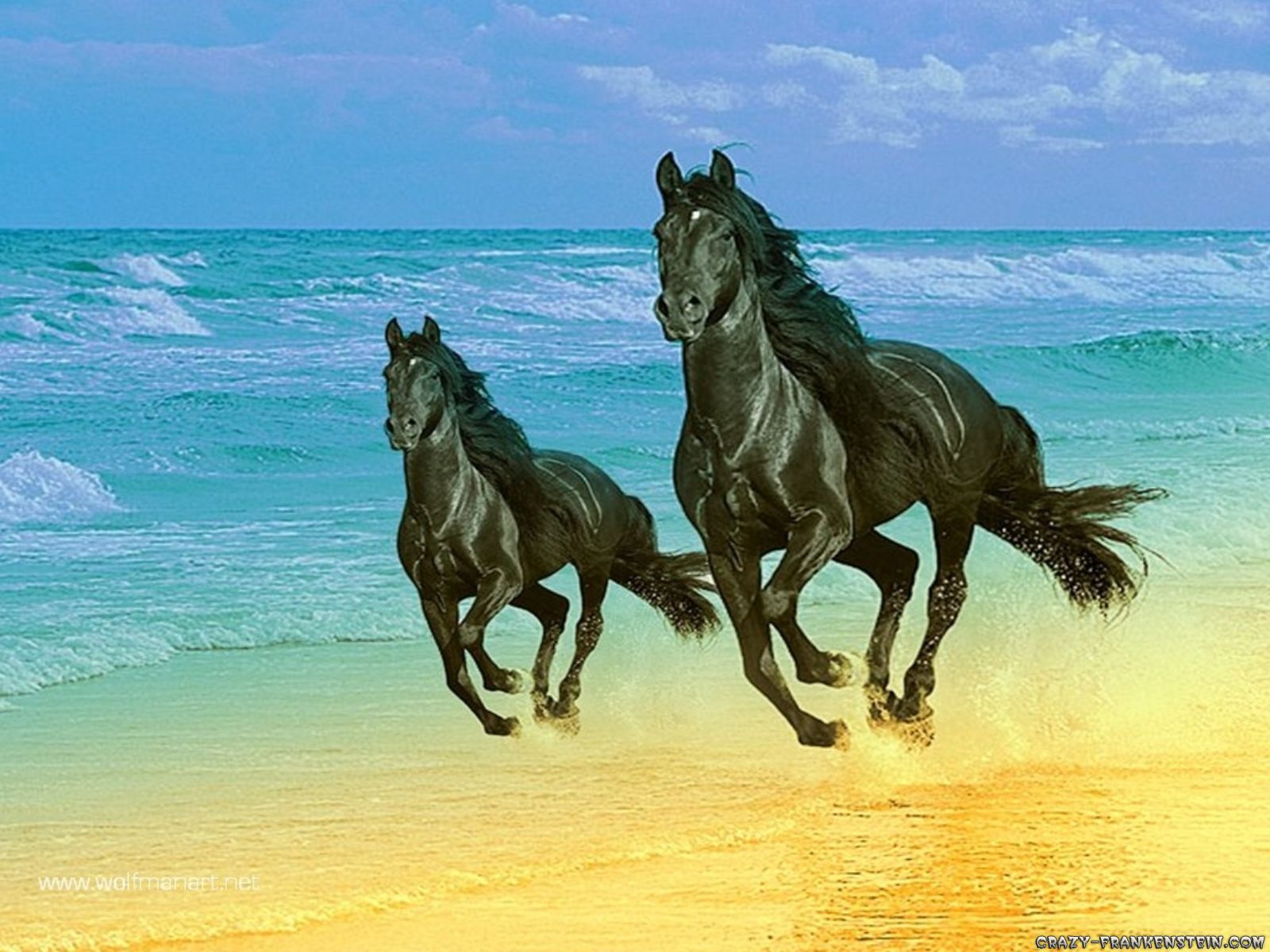 Beautiful Horse DesktopWallpapers