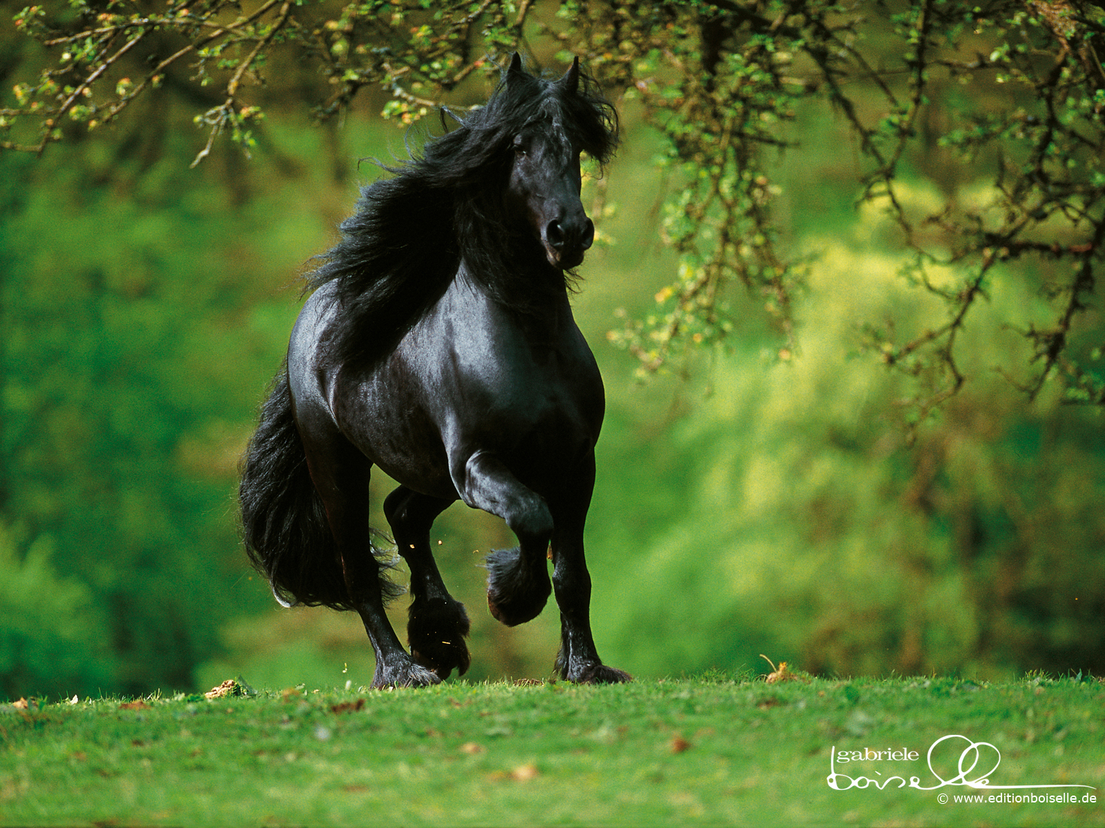 Beautiful Horse DesktopWallpapers