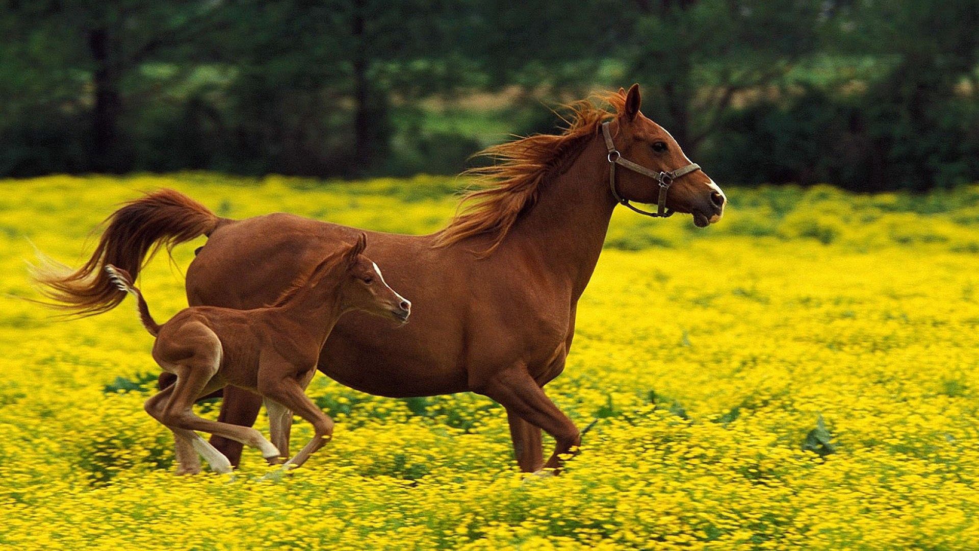 Beautiful Horse DesktopWallpapers