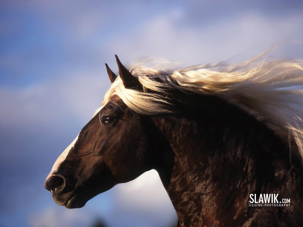 Beautiful Horse DesktopWallpapers