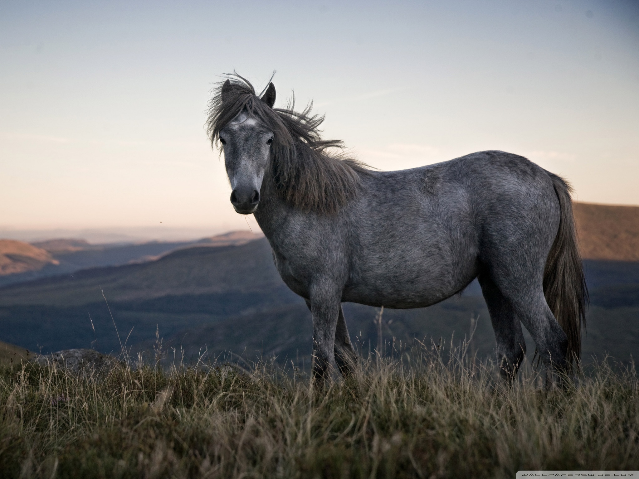 Beautiful Horse DesktopWallpapers