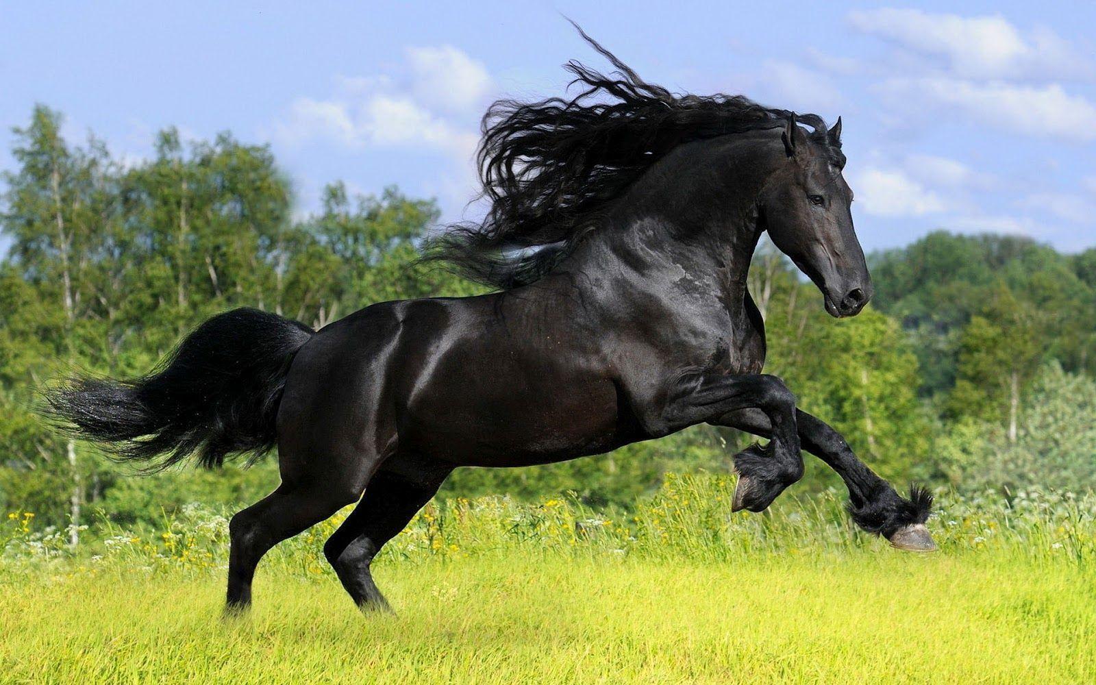 Beautiful Horse DesktopWallpapers