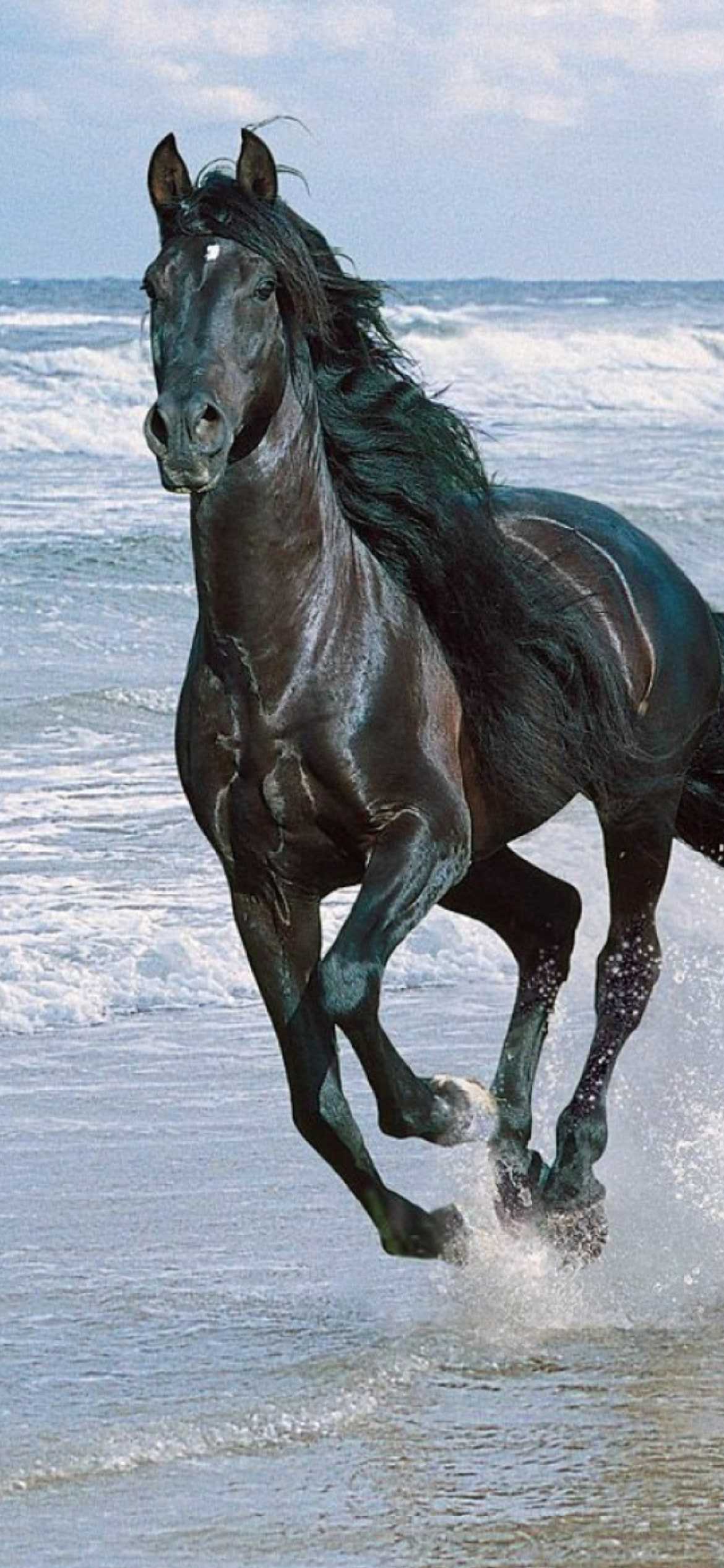 Beautiful Horse DesktopWallpapers