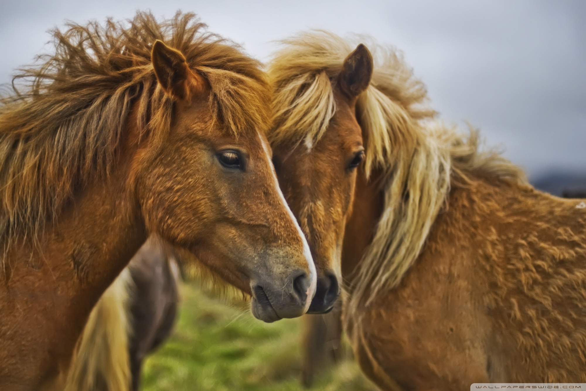 Beautiful Horse DesktopWallpapers