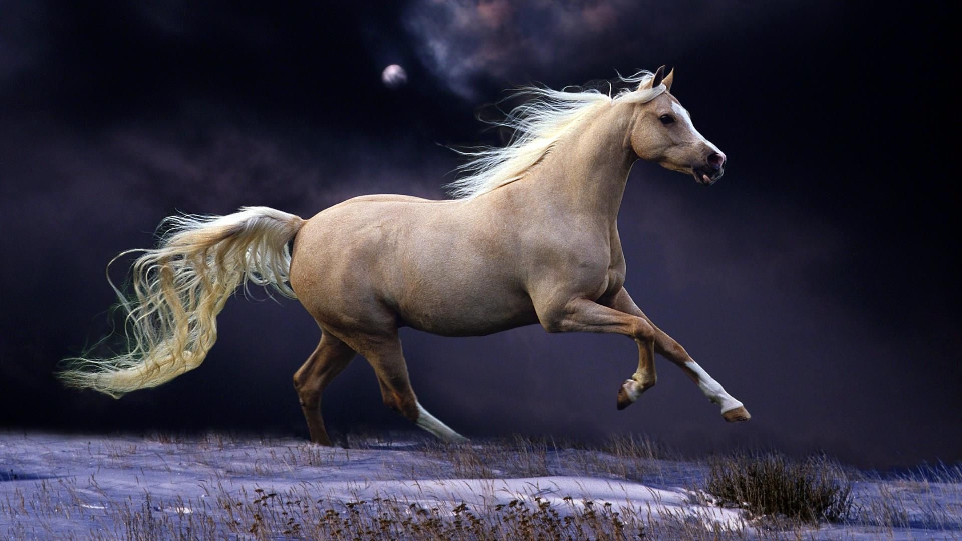 Beautiful Horse  Wallpapers