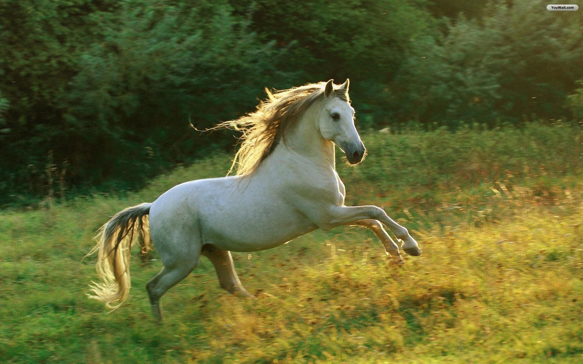 Beautiful Horse  Wallpapers