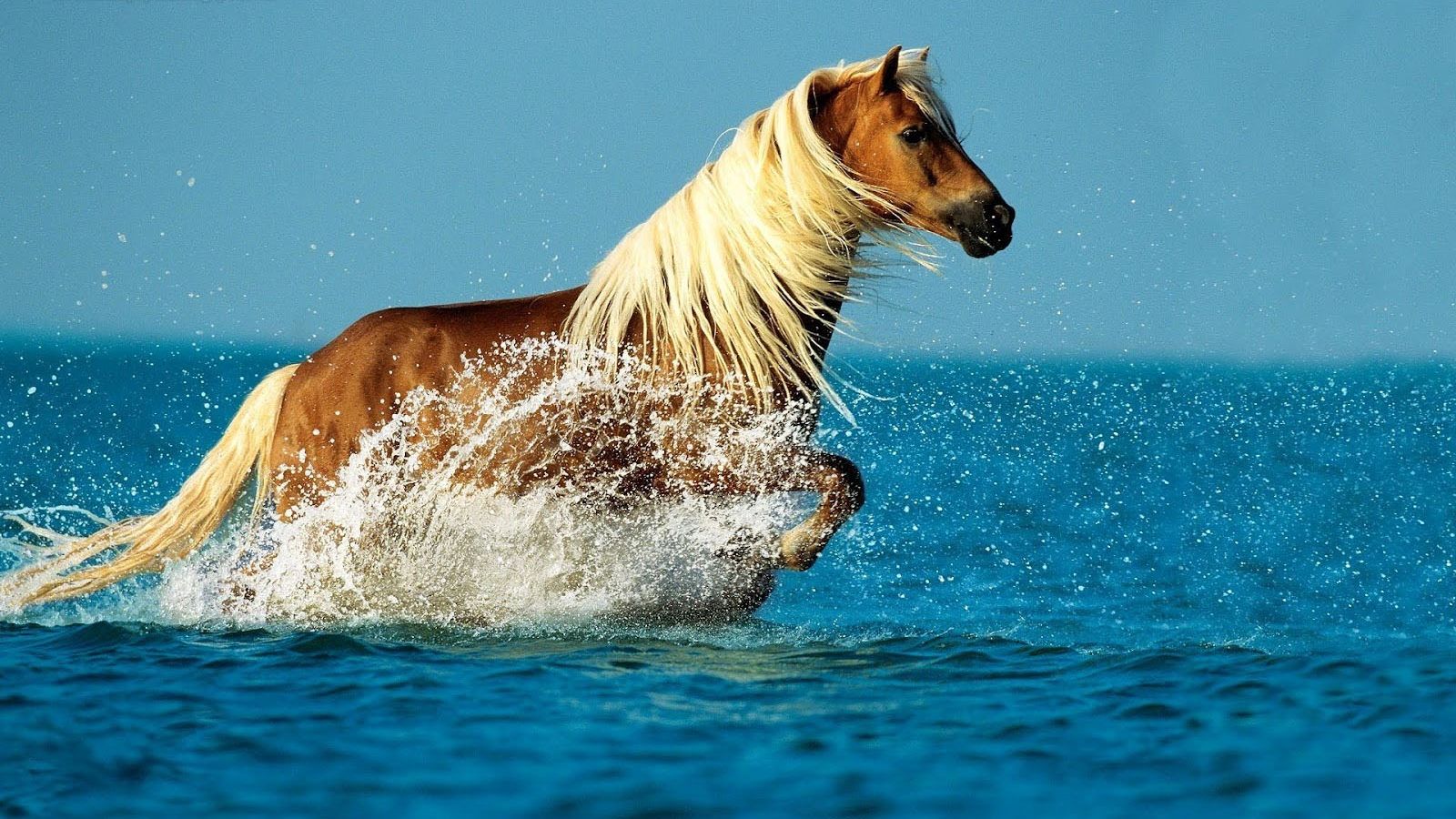 Beautiful Horse  Wallpapers