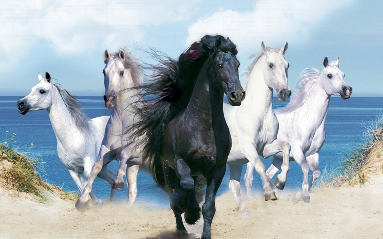 Beautiful Horse  Wallpapers