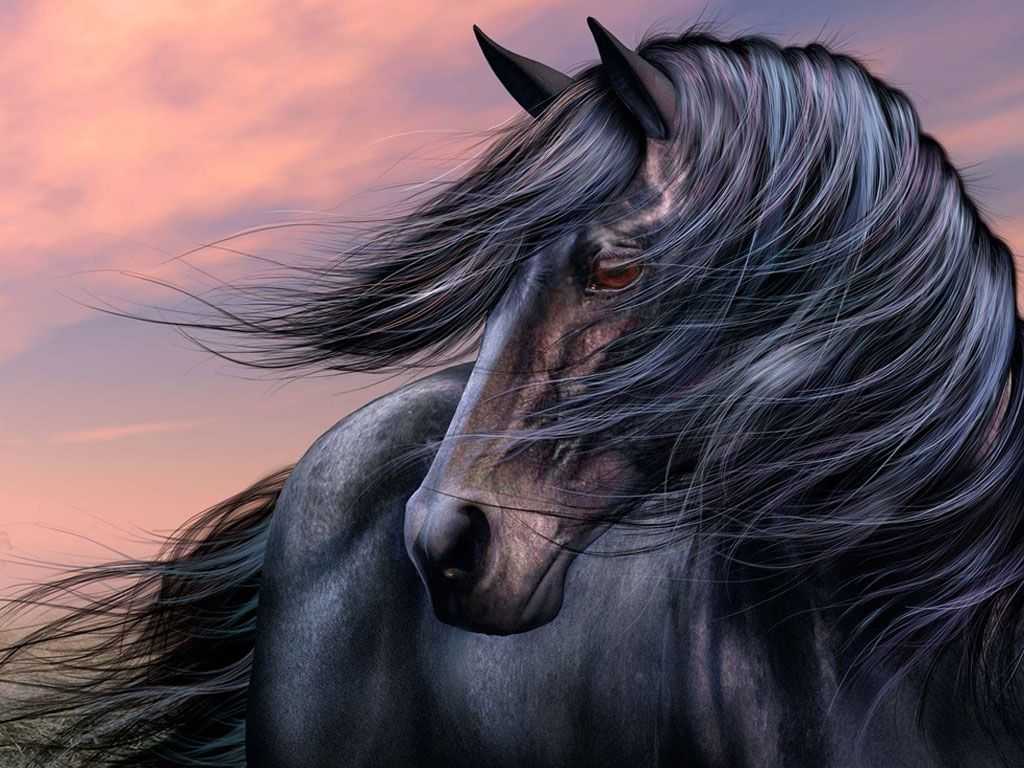 Beautiful Horse  Wallpapers